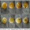 thym sylvestris ovum2 volg